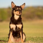 Egy ausztrál kelpie ül a zöld fűben, figyelmesen néz előre.