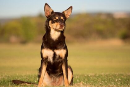Az ausztrál kelpie rendkívül energikus, intelligens juhászkutya, amely híres munkabírásáról és hűségéről. Ez a fajta ideális választás azok számára, akik aktív életmódot folytatnak, és szívesen töltenek időt a szabadban négylábú társukkal.