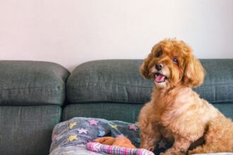Egy aranyos kutya ül a kanapén, vidám arccal és puha takarón.