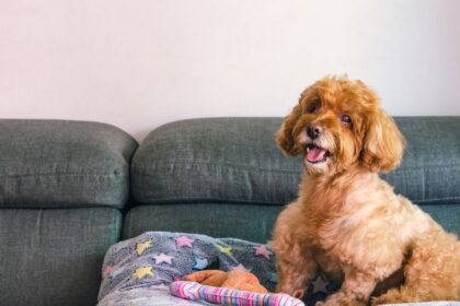 Egy aranyos kutya ül a kanapén, vidám arccal és puha takarón.