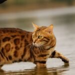 Egy bengáli macska sétál a vízben, élénk színek és foltos mintázat jellemzi.