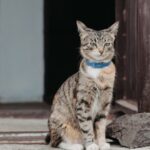 Egy csíkos macska fényvisszaverő nyakörvvel ül a lépcsőn.