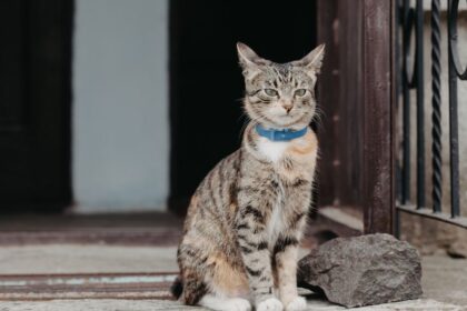 Egy csíkos macska fényvisszaverő nyakörvvel ül a lépcsőn.