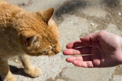 Sokan rettegnek attól, hogy kedvenc cicájuk eltűnik. Egy egyszerű, mégis hatékony megoldás azonban segíthet: a nyakörvre rögzíthető azonosítóval sokkal nagyobb eséllyel talál haza a kis felfedező!
