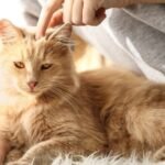 Egy szőke macska pihen, gazdája simogatja a fejét.