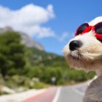 Egy kutya napszemüvegben, az autó ablakán kilógva, szélben fújva.