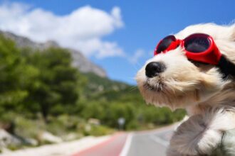 Egy kutya napszemüvegben, az autó ablakán kilógva, szélben fújva.