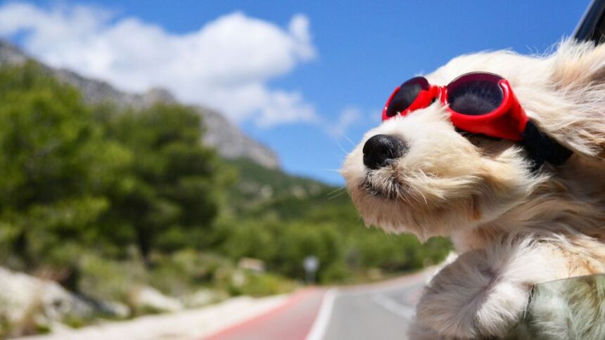 Egy kutya napszemüvegben, az autó ablakán kilógva, szélben fújva.