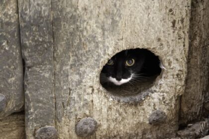 Eljött a hideg idő, és szeretnéd, ha cicád meleg, biztonságos helyen pihenhetne? Cikkünkben megmutatjuk, hogyan készíthetsz otthon, egyszerűen és gyorsan, tökéletes téli macskabunkert mindössze öt lépésben!