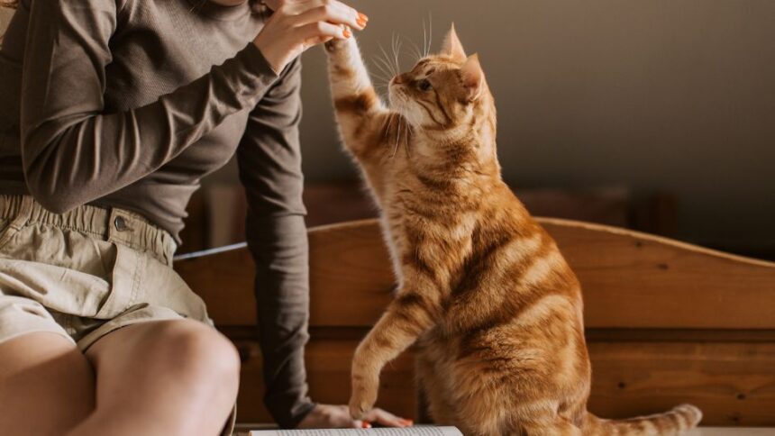 Nem csak kutyákból lehetnek hősök! Ezek a bátor macskák rendkívüli módon mentettek meg embereket a veszélytől. Olvasd el, hogyan váltak hétköznapi cicák igazi hősökké, akik életeket változtattak meg örökre!