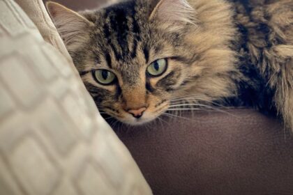 Sokan gondolják, hogy a macskák csak elégedettségükben dorombolnak, pedig ez a rezgés sokkal többet elárul róluk. A dorombolás rejtett jelentéseiről és a macskák kommunikációjának titkairól szól ez a cikk.