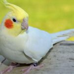 Egy nimfapapagáj ül egy fadarabon, gyönyörű színekben pompázik.