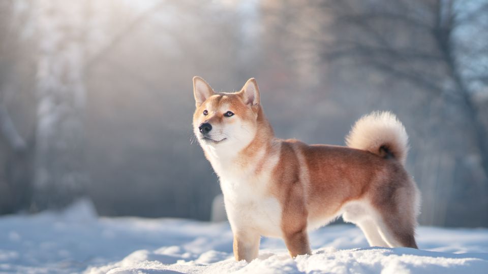 Shiba Inu: Egy önálló és bátor japán kutyafajta A Shiba Inu Japán egyik legősibb, legnépszerűbb kutyafajtája, amely különleges megjelenésével és történetével világszerte hódít.
