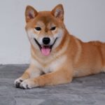 Egy Shiba Inu kutya fekszik a padlón, mosolyogva néz a kamerába.