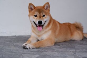 Egy Shiba Inu kutya fekszik a padlón, mosolyogva néz a kamerába.