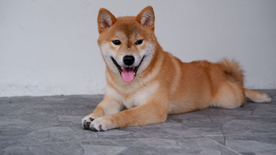Shiba Inu: Egy önálló és bátor japán kutyafajta A Shiba Inu Japán egyik legősibb, legnépszerűbb kutyafajtája, amely különleges megjelenésével és történetével világszerte hódít.