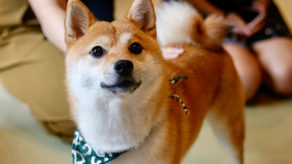 Shiba Inu: Egy önálló és bátor japán kutyafajta A Shiba Inu Japán egyik legősibb, legnépszerűbb kutyafajtája, amely különleges megjelenésével és történetével világszerte hódít.