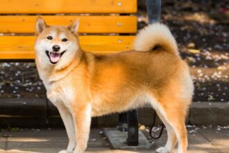 A Shiba Inu Japán egyik legősibb, legnépszerűbb kutyafajtája, amely különleges megjelenésével és történetével világszerte hódít.
