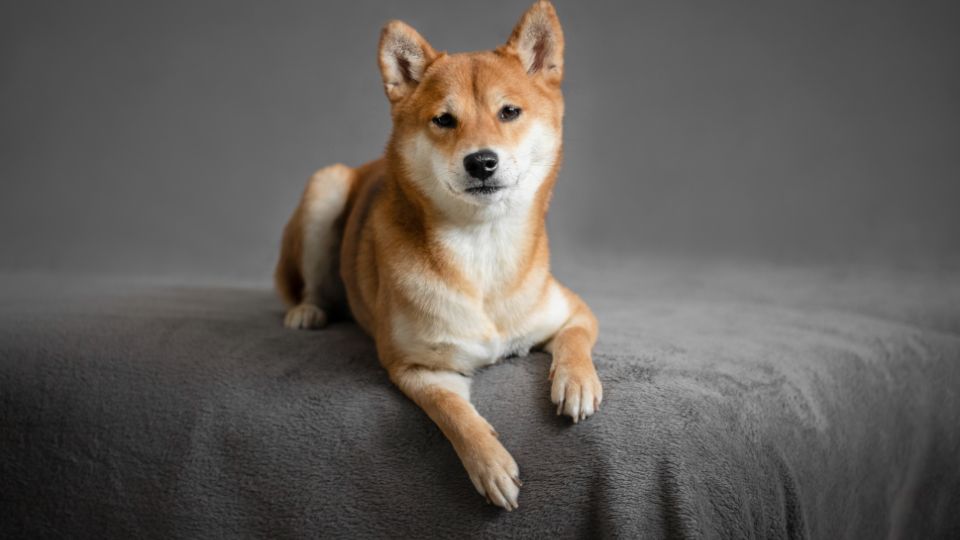 Shiba Inu: Egy önálló és bátor japán kutyafajta A Shiba Inu Japán egyik legősibb, legnépszerűbb kutyafajtája, amely különleges megjelenésével és történetével világszerte hódít.