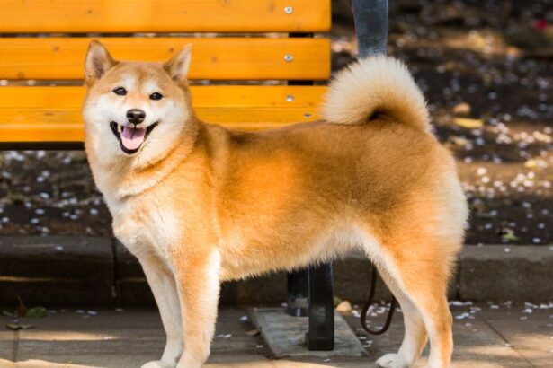 A Shiba Inu Japán egyik legősibb, legnépszerűbb kutyafajtája, amely különleges megjelenésével és történetével világszerte hódít.
