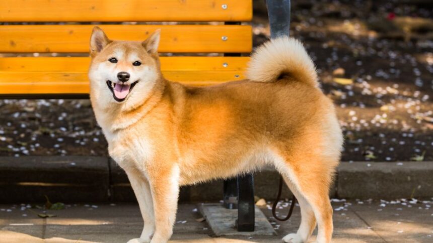A Shiba Inu Japán egyik legősibb, legnépszerűbb kutyafajtája, amely különleges megjelenésével és történetével világszerte hódít.