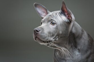 Egy szürke Thai Ridgeback kutya profilja, figyelmes tekintettel.