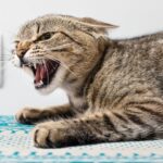 Egy dühös macska, amely felfedi a fogait, szőnyegen fekszik.