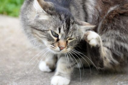 Sokan azt gondoljuk, hogy a macskánk csak bolhákat szedhet össze odakint, pedig a kertben számos láthatatlan parazita leselkedik rá. Ezek a kórokozók nemcsak kedvencünkre, hanem ránk is veszélyt jelenthetnek, ha nem vagyunk elég óvatosak.