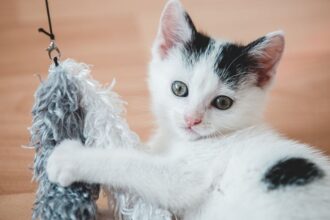 Egy aranyos, fehér cica játszik egy puha játékkal a padlón.