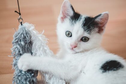 Stubbs, a narancssárga cirmos macska, több mint húsz évig volt Talkeetna kisváros tiszteletbeli polgármestere Alaszkában. Az emberek imádták őt, és gyakran látogatták meg, hogy személyesen találkozzanak a világhírű macskapolgármesterrel.