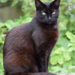 Fekete macska ül egy fából készült felületen, zöld növények között.