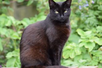 Fekete macska ül egy fából készült felületen, zöld növények között.