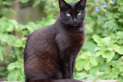 Fekete macska ül egy fából készült felületen, zöld növények között.