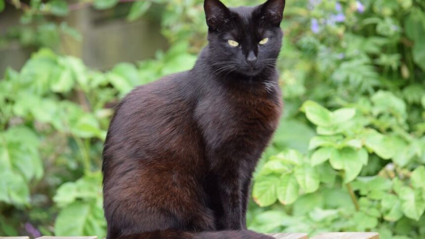 Fekete macska ül egy fából készült felületen, zöld növények között.