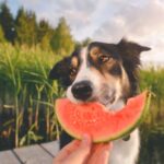 Egy kutya dinnyeszeletet eszik a vízparton, zöld növények között.