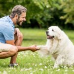 Egy férfi és egy golden retriever kutya barátságos pillanatban, zöld fűben.