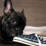 Egy francia bulldog játszik egy cipővel, boldogan rágcsálva azt.