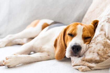 Tudtad, hogy a kutyák is álmodnak, akárcsak mi? Kutyusod néha mocorog vagy halkan ugat alvás közben? Ez nem véletlen: álmukban gyakran újraélik a nap eseményeit, játszanak, vagy akár veled kalandoznak tovább a képzeletükben!