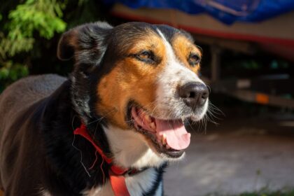 Egy boldog kutya napfényben, mosolyogva áll egy szép zöld háttér előtt.