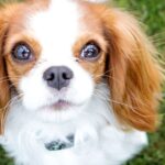 Boo, a világhírű pomerániai kutyus, elbűvölte az internet népét bájos külsejével és szerethető személyiségével. De vajon tényleg ő a legcukibb kutya, vagy akadnak más népszerű kedvencek is, akikért rajonganak a gazdik és követők?
