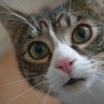 Egy kíváncsi macska közelről néz a kamerába, nagy zöld szemekkel és fehér pofival.