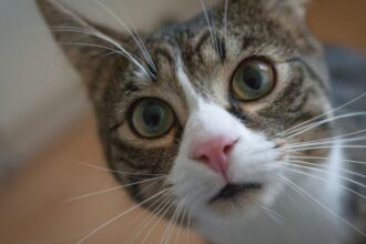 Egy kíváncsi macska közelről néz a kamerába, nagy zöld szemekkel és fehér pofival.