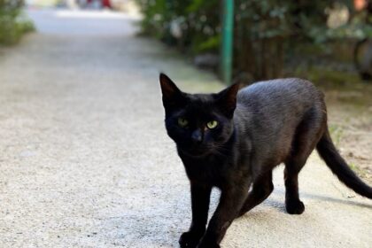 A középkorban a macskákat gyakran démoni lényeknek tartották, és a boszorkányok állítólagos társaként üldözték őket. A félelem és babona miatt sokszor estek áldozatul a tömeges boszorkányüldözésnek, ezzel balszerencsét hozó bestiákká váltak.