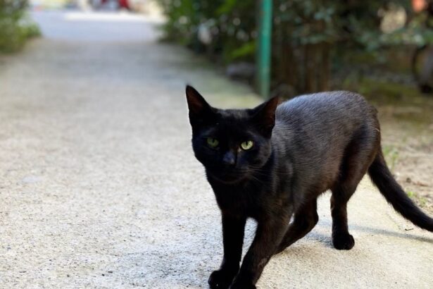A középkorban a macskákat gyakran démoni lényeknek tartották, és a boszorkányok állítólagos társaként üldözték őket. A félelem és babona miatt sokszor estek áldozatul a tömeges boszorkányüldözésnek, ezzel balszerencsét hozó bestiákká váltak.