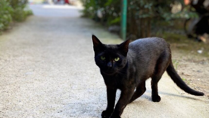 A középkorban a macskákat gyakran démoni lényeknek tartották, és a boszorkányok állítólagos társaként üldözték őket. A félelem és babona miatt sokszor estek áldozatul a tömeges boszorkányüldözésnek, ezzel balszerencsét hozó bestiákká váltak.