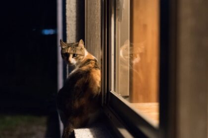 Sokan nem is gondolnák, mennyi veszély leselkedik kedvenc kijárós macskájukra az éjszaka folyamán. Ragadozók, autók és betegségek – mind-mind komoly kockázatot jelentenek. Tudd meg, miért életmentő esténként bezárni a cicádat!