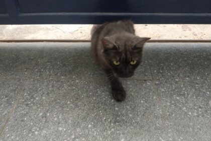 Egy fekete macska lépked be egy ajtón, kíváncsi tekintettel.