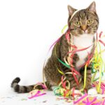 Egy macska színes szalagokkal díszítve, ünnepi hangulatban.