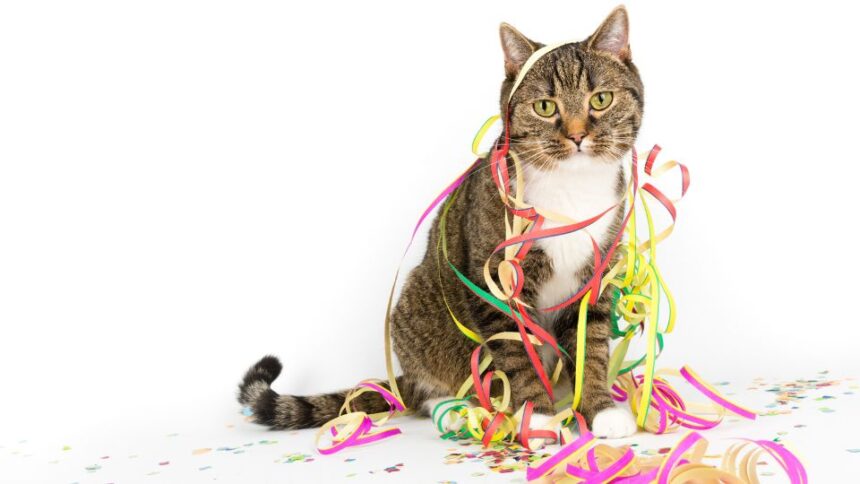 Az internet népe imádja a macskás tartalmakat: Grumpy Cat morcos arca pillanatok alatt mémmé vált, de rajta kívül is számtalan cica hódította meg a világhálót. Mitől lettek a macskák ilyen népszerűek online? Ennek jártunk utána.