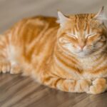 Egy pihenő narancssárga macska, aki nyugodtan fekszik a padlón.